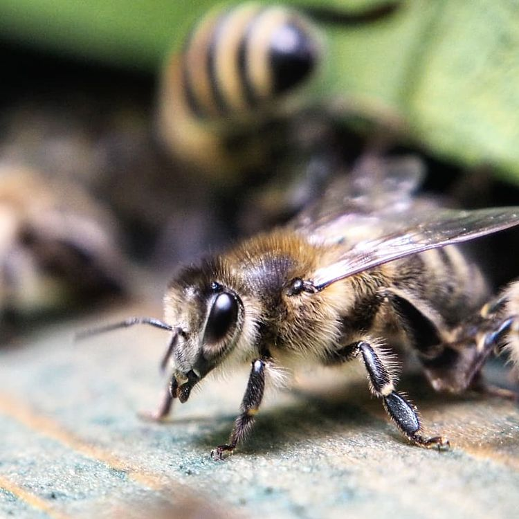 Pszczela kariera w ulu. Funkcje pszczół. Czym zajmują się pszczoły w ulu?