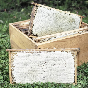 Dojrzały miód w plastrach pszczoły pokrywają cienką warstwą świeżego jasnego wosku.